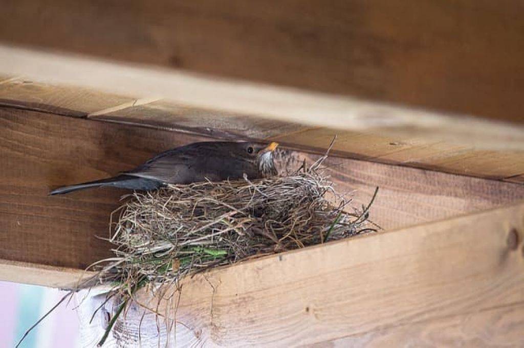 Почему гнезда птиц на крыше частного дома - проблема